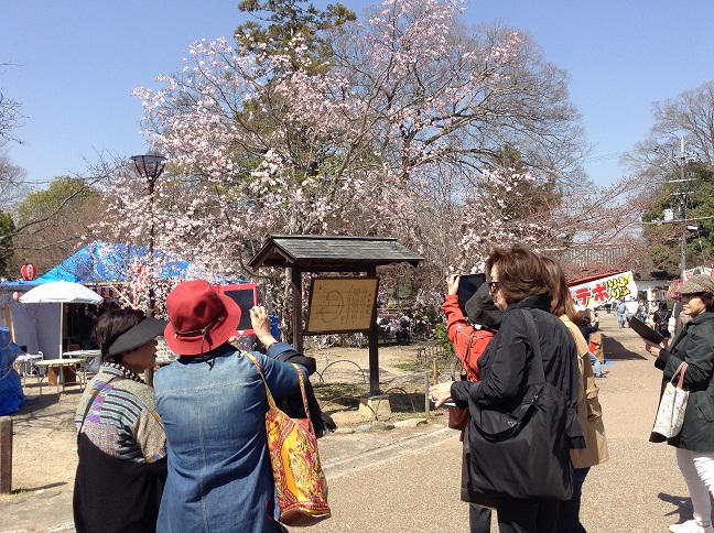 iPadで桜を撮影